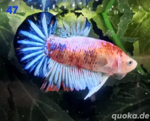 Kampffisch Männchen Betta splendens Multicolor Koi 