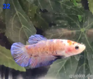 Kampffisch Männchen Betta splendens Multicolor Koi
