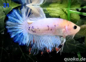Kampffisch Männchen Betta splendens Multicolor Koi 