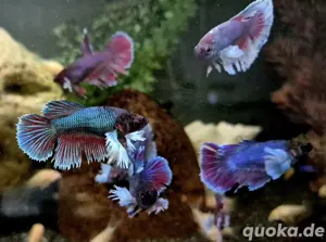 Kampffisch Weibchen Betta splendens Dumbo Ear