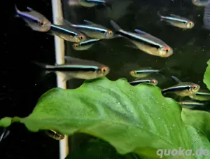 Schwarze Neon Hyphessobrycon herbertaxelrodi