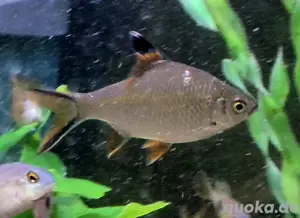 Schwanefelds Barbe Barbonymus schwanefeldii