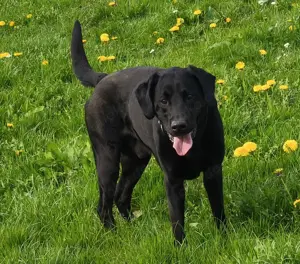 Nacho ein toller Familienhund mit Labbysturkopf 