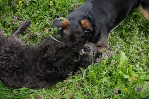 *PRISKA* Sie sucht eine Familie mit viel Liebe und Geduld, denn alles Neue bereitet ihr Angst Bild 6