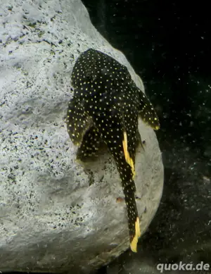 L18 Golden Nugget Baryancistrus xanthellus 