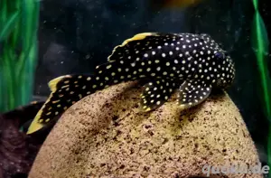 L18 Golden Nugget Baryancistrus xanthellus 