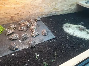 Breitrandschildkröten