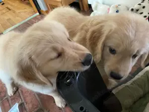 Welpen, Golden Retriever