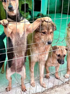 Hermine will raus aus dem öden Tierheim Bild 8