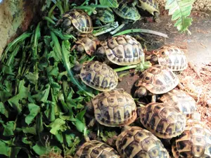 Griechische und Maurische Landschildkröten abzugeben ... Bild 8