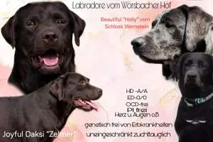 Schwarze  Labrador Welpen mit Ahnentafel Bild 3