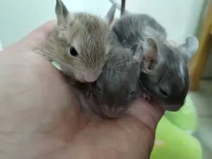 Wurferwartung super süßer Degu Nachwuchs Ende Mai - Juni zum verlieben