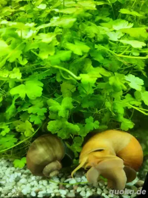 Apfelschnecken  Aquarium Garnelen Fische 
