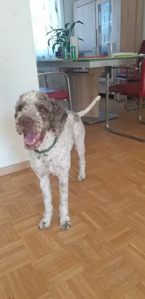 Lagotto Romagnolo, Rüde, 2 Jahre alt, mit Hormonchip für 6 Monate 