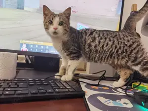 liebenswerte kleine Katze Pinki sucht dringend ein liebevolles Zuhause als Einzelkatze