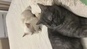2 BKH katzen für ein preis! 
