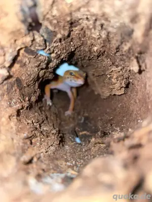 Gecko männlich  Bild 4