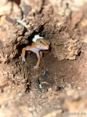 Gecko männlich  Bild 5