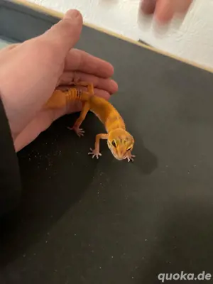 Gecko männlich  Bild 2