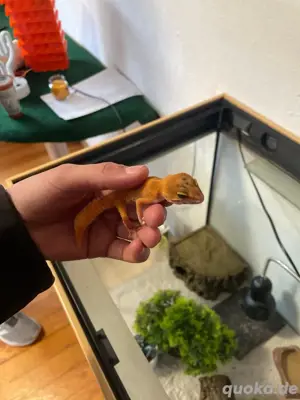 Gecko männlich  Bild 3