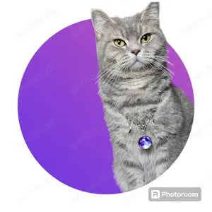 Scottish straight Katze