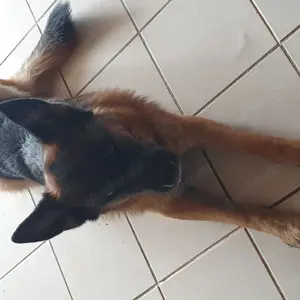 Dt. Schäferhund Rüde abzugeben Preis Vorstellung um 1000  bzw. gegen Gebot!