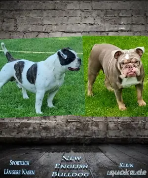 Ab sofort besuch und reservierbar New English Bulldog  Bild 8