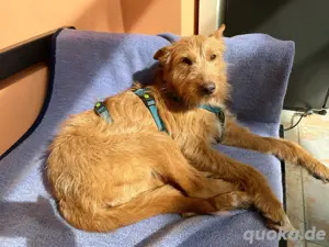 Louisa sucht ihr Körbchen
