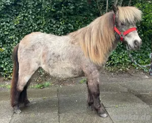 mini shetty 