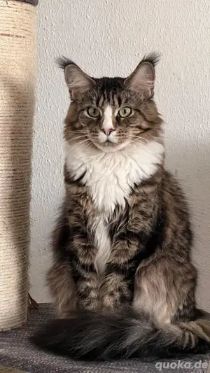 Maine Coon Kitten Wurfankündigung