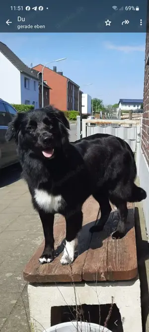 Borador-Aussie Welpenankündigung 