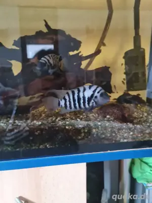 Zebrabuntbarsche 