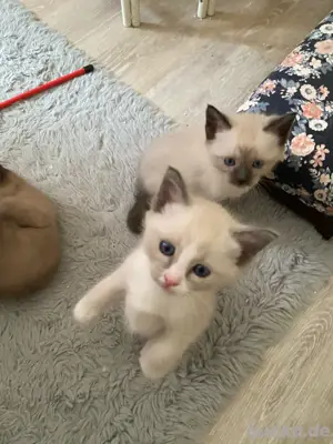 heilige birma und burma siam mix kitten 