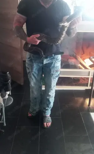 2 Boa Constrictor mit grossem Terrarium 