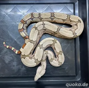 1.1 Boa constrictor Amarali Bild 4