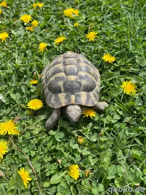 Griechische Landschildkröte Männchen 2012