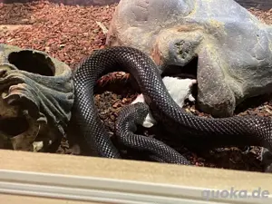 königsnatter lampropeltis getula nigrita weibchen 