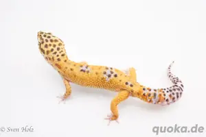 Giant Leopardgecko männchen 
