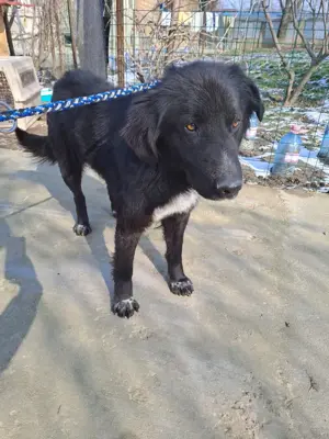 Merlin, 3,5 Jahre, 65 cm, verspielt und verschmust 