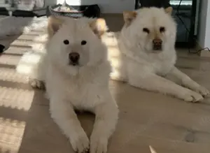 Chow-Spitz Rüde in gute Hände abzugeben 