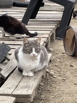 Atena sucht liebevolles Zuhause Bild 6