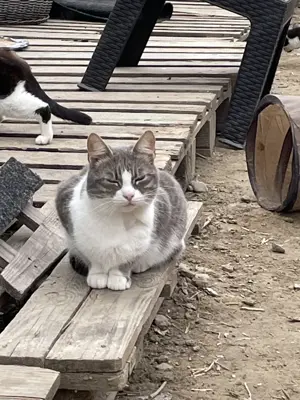 Atena sucht liebevolles Zuhause Bild 5