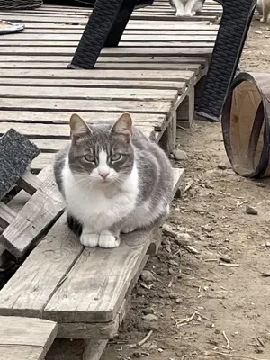 Atena sucht liebevolles Zuhause Bild 4