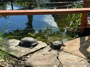 Ich nehme schildkröten auf 