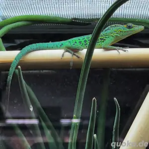 Anolis Marmoratus Trois Rivi res 