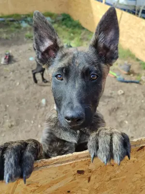 Holländische Schäferhund-Welpen 