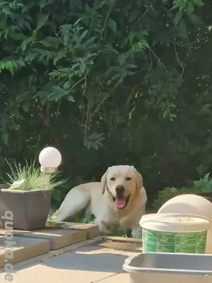 Labrador Rüde