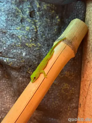 Phelsuma Grandis Großer Madagaskar Taggecko Jungtiere 