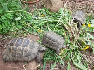Gruppe mit drei Maurische Landschildkröten abzugeben
