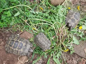 Gruppe mit drei Maurische Landschildkröten abzugeben Bild 2